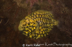 An unheard of visitor to our cold Cape waters - the pinea... by Kerri Keet 